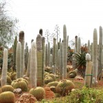 Cephalocereus senilis