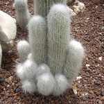 Cephalocereus senilis