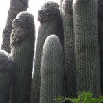 Cephalocereus senilis 