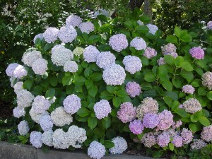 Hydrangea macrophylla