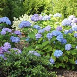 Hydrangea macrophylla All Summer Beauty