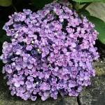 Hydrangea macrophylla Ayesha