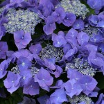 Hydrangea macrophylla Blue Wave