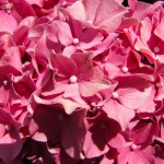 Hydrangea macrophylla Forever Pink