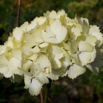 Hydrangea macrophylla Golden Sunlight