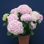 Hydrangea macrophylla Hortensia