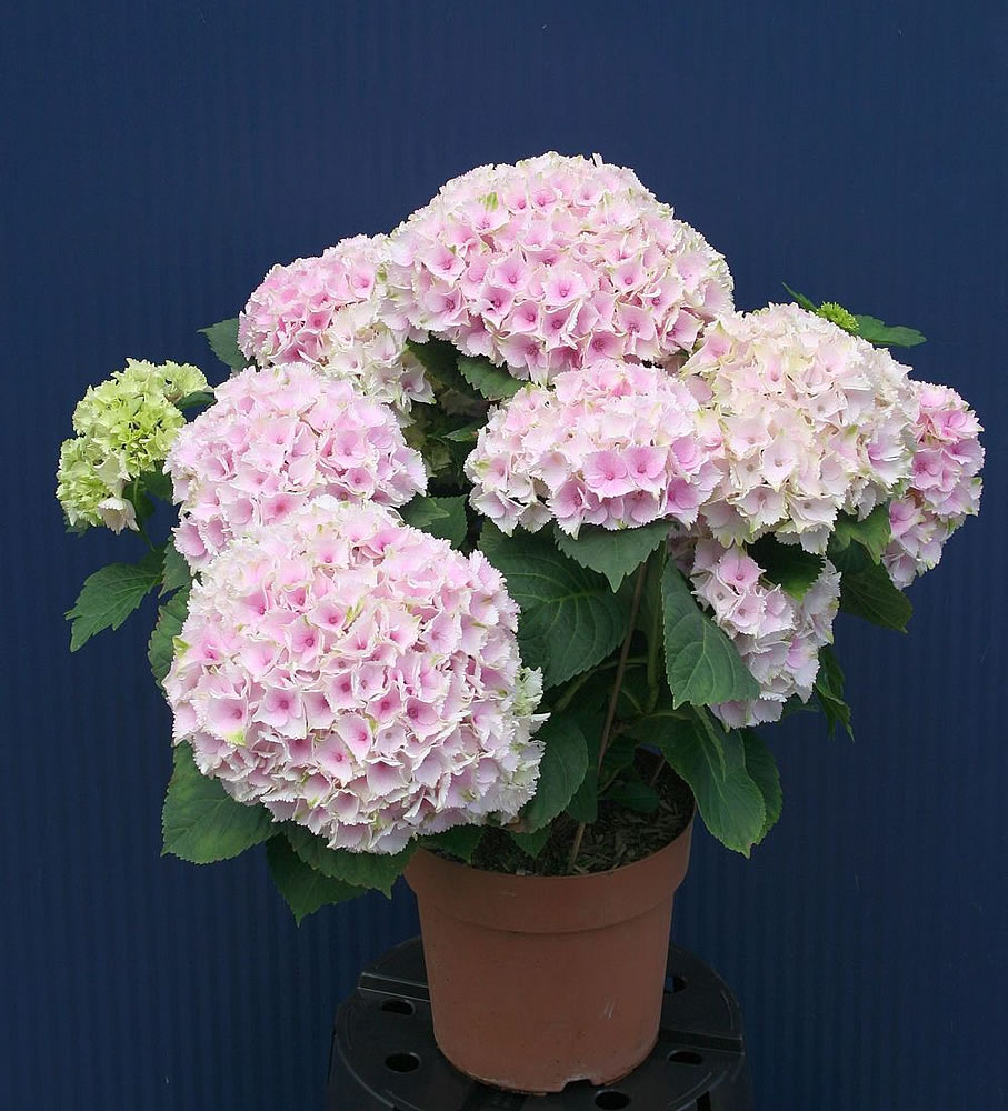 Plants amp; Flowers » Lacecap Hydrangea