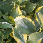 Hydrangea macrophylla Lemon Wave