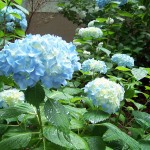 Hydrangea macrophylla Madame Emile Mouillere