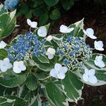 Hydrangea macrophylla Mariesii Variegata