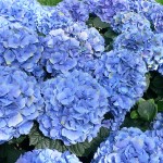 Hydrangea macrophylla Nikko Blue