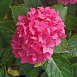 Hydrangea macrophylla Pia