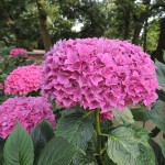 Hydrangea macrophylla Tovelit