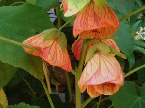 Abutilon hybridum