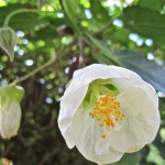 Abutilon hybridum Boule de Neige