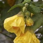 Abutilon hybridum Golden Fleece