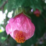 Abutilon hybridum Master Hugh