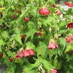 Abutilon hybridum Voodoo