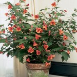 Abutilon hybridum in pot