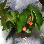 Begonia coccinea