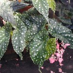 Begonia coccinea Flamingo Queen