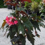 Begonia coccinea Lana