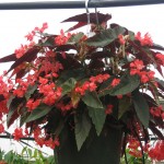 Begonia coccinea Torch