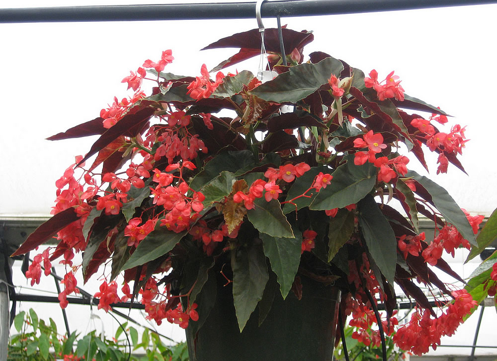Plants & Flowers » Angel Wing Begonia Plant