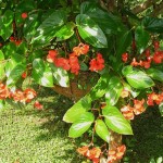 Begonia coccinea - hanging basket