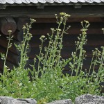 Levisticum officinale