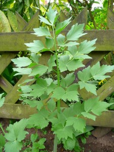 Levisticum officinale