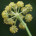 Levisticum officinale - flower