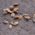 Levisticum officinale - seed