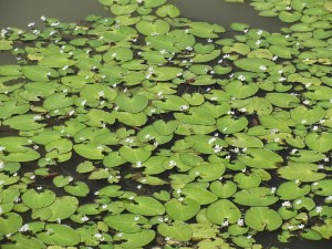 Nymphoides aquatica