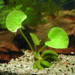 Nymphoides aquatica in fish tank