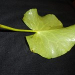 Nymphoides aquatica - rooted leaf