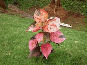 Acalypha wilkesiana