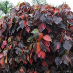 Acalypha wilkesiana Macrophylla