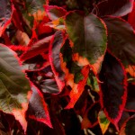 Acalypha wilkesiana Marginata