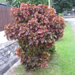 Acalypha wilkesiana Mosaica