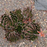 Aloe aristata - cluster of rosettes