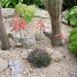 Aloe aristata - flowers