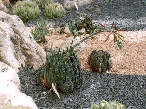 Aloe aristata