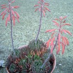 Aloe aristata - potted