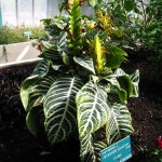 Aphelandra squarrosa 