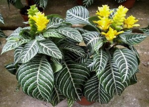 Aphelandra squarrosa