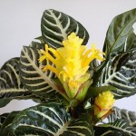 Aphelandra squarrosa Brockfeld