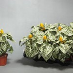 Aphelandra squarrosa Dania