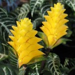 Aphelandra squarrosa Louisae