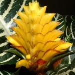 Aphelandra squarrosa Red Apollo